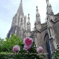 Tag der Rose & Antikmarkt in Ulm/Neu-Ulm