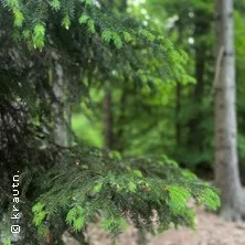 Waldspaziergang “Nadelbäume im Frühling”